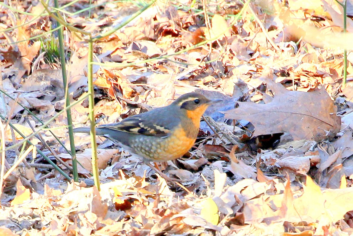 Varied Thrush - ML388281601