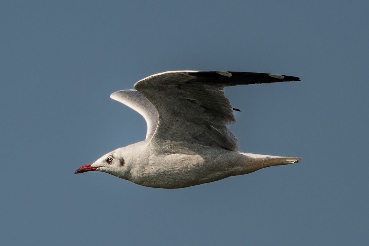 Brown-headed Gull - ML388281611