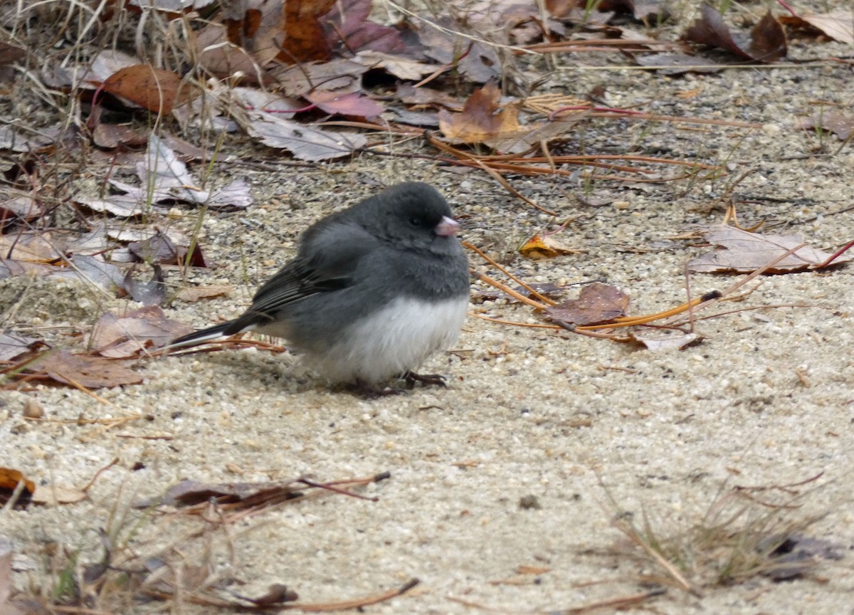 Dark-eyed Junco - ML388281621