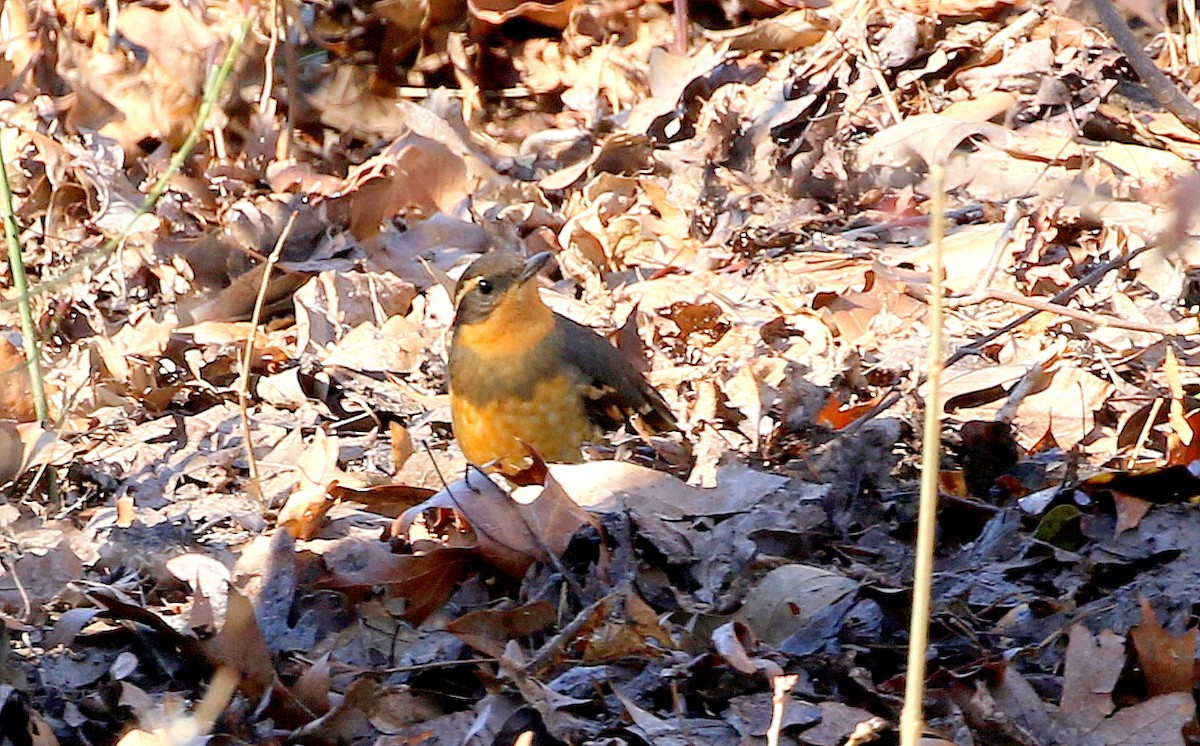 Varied Thrush - ML388281821