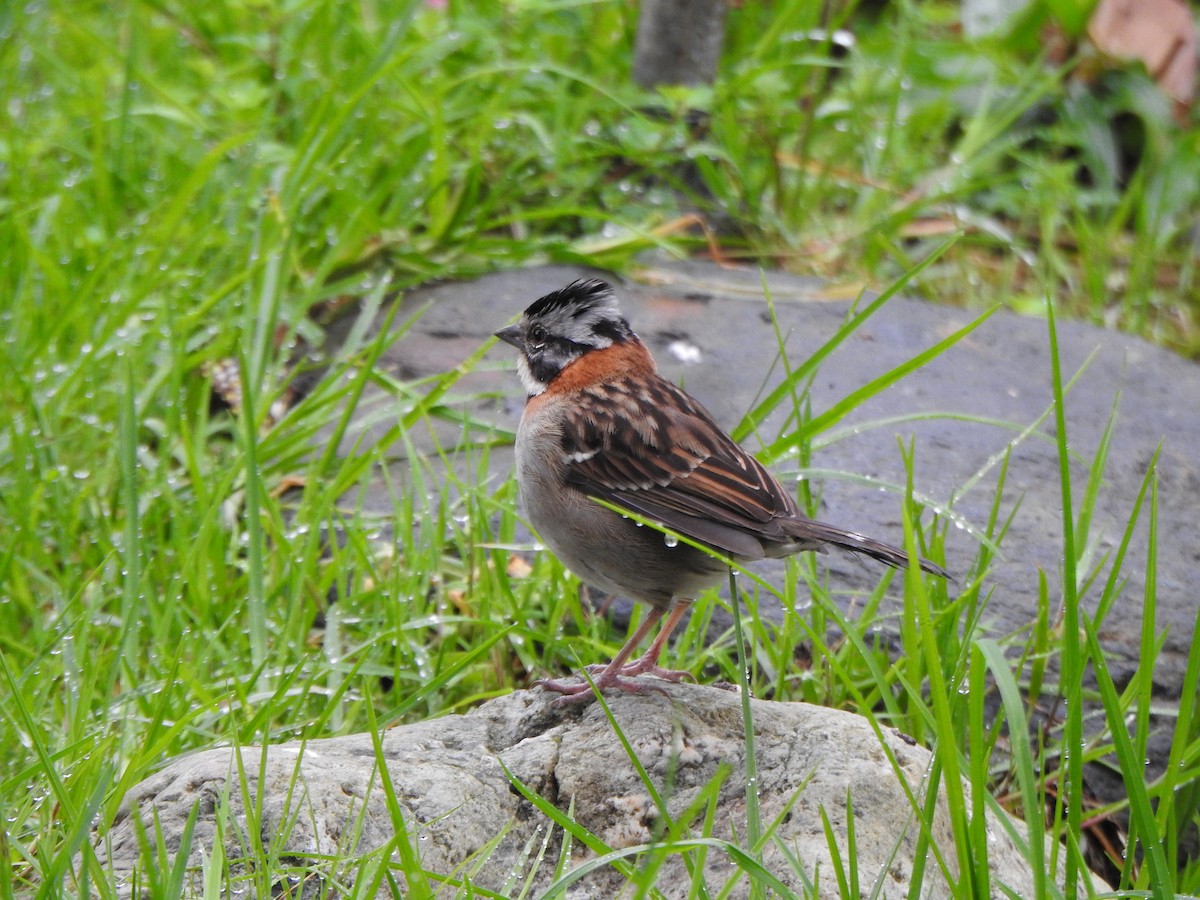 Rufous-collared Sparrow - ML388281911