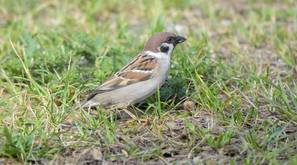 Eurasian Tree Sparrow - Robert Vaughan