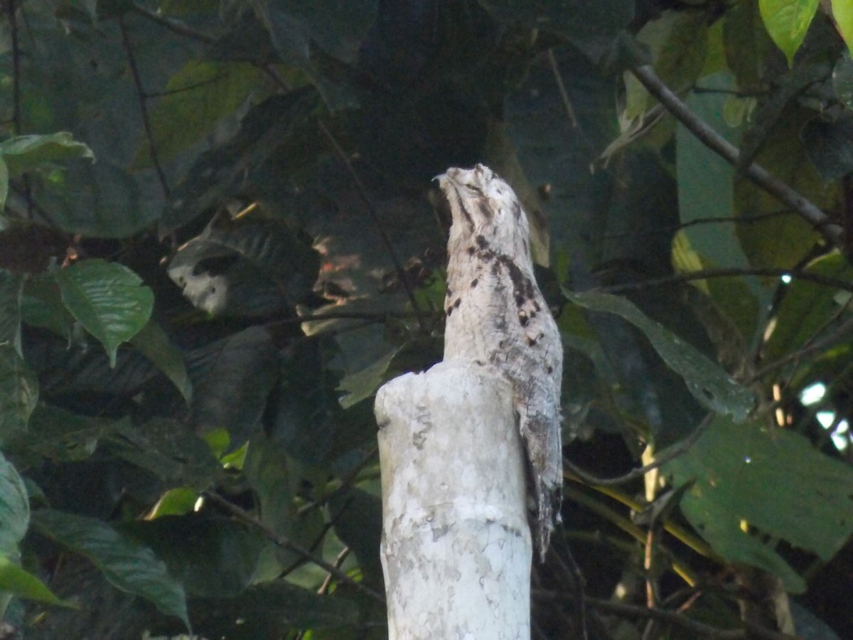 Common Potoo - ML388283501