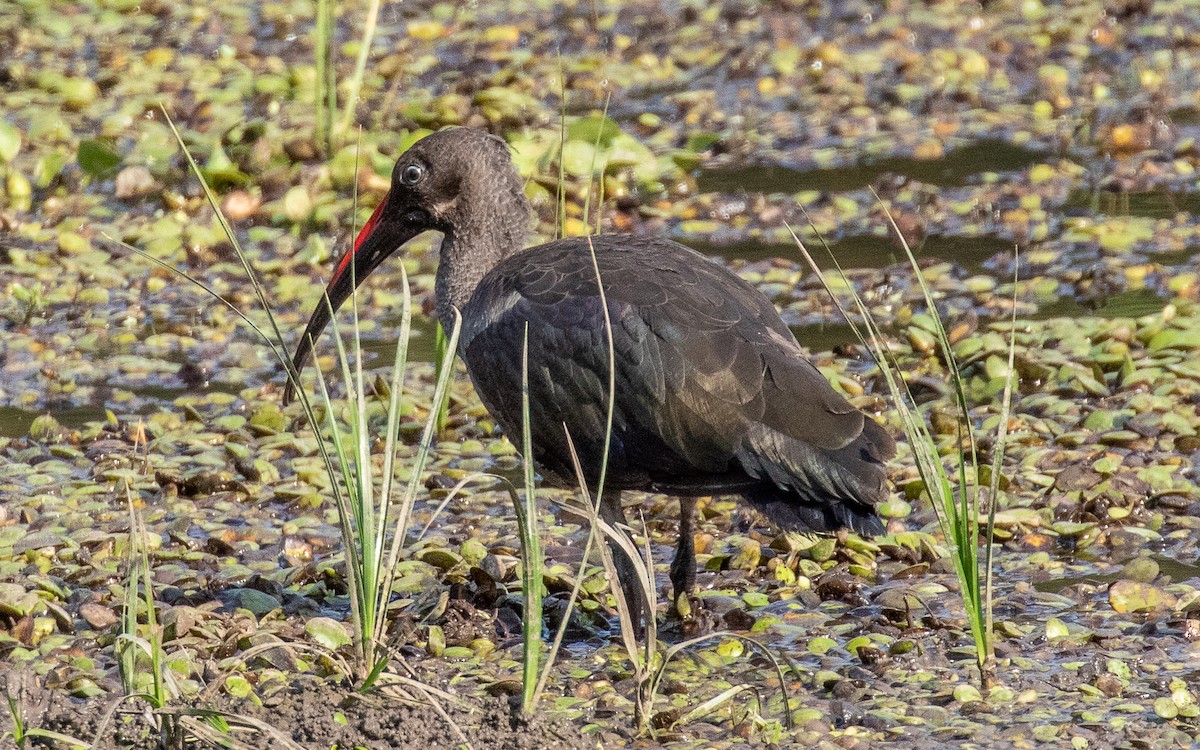 Hadada Ibis - ML388284461