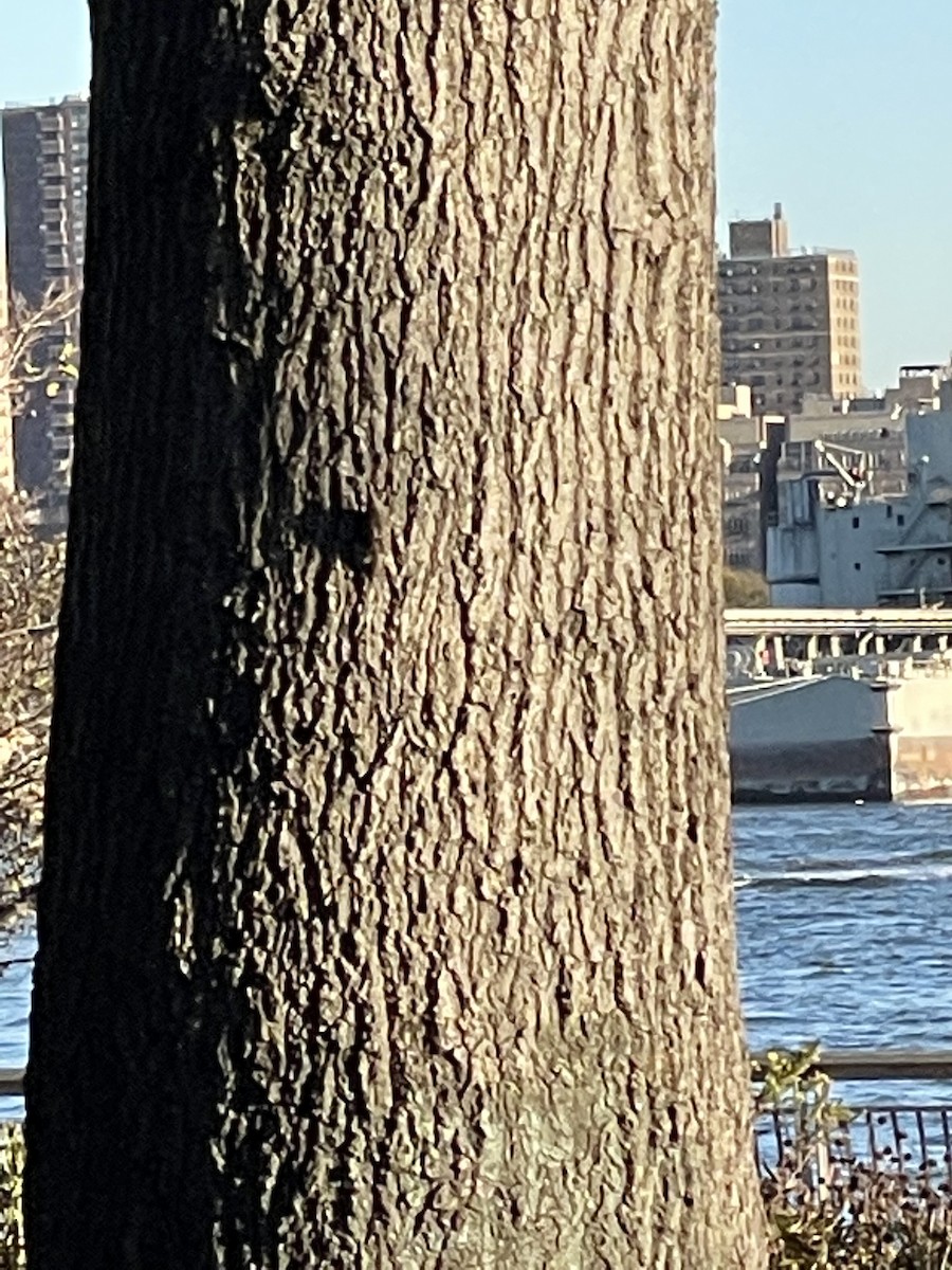 Brown Creeper - ML388284561