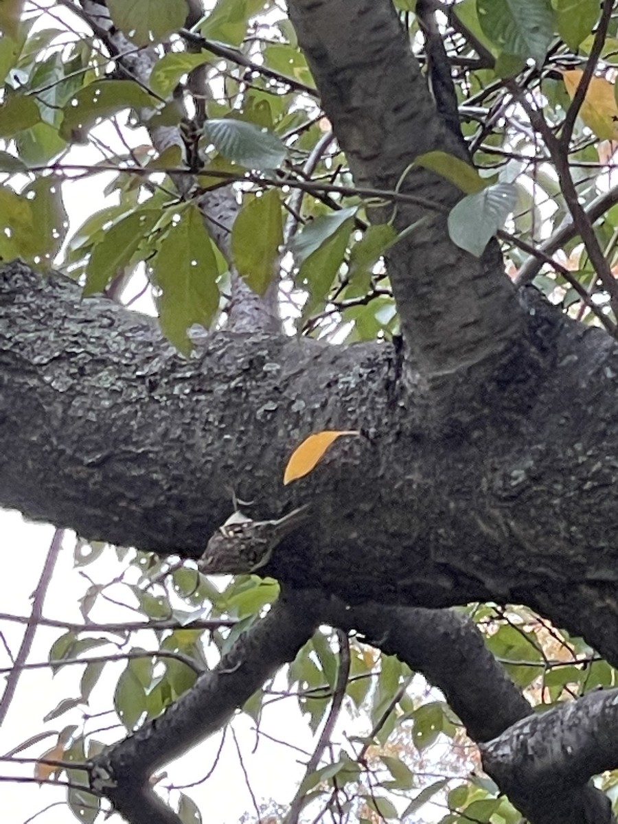 Brown Creeper - ML388284731