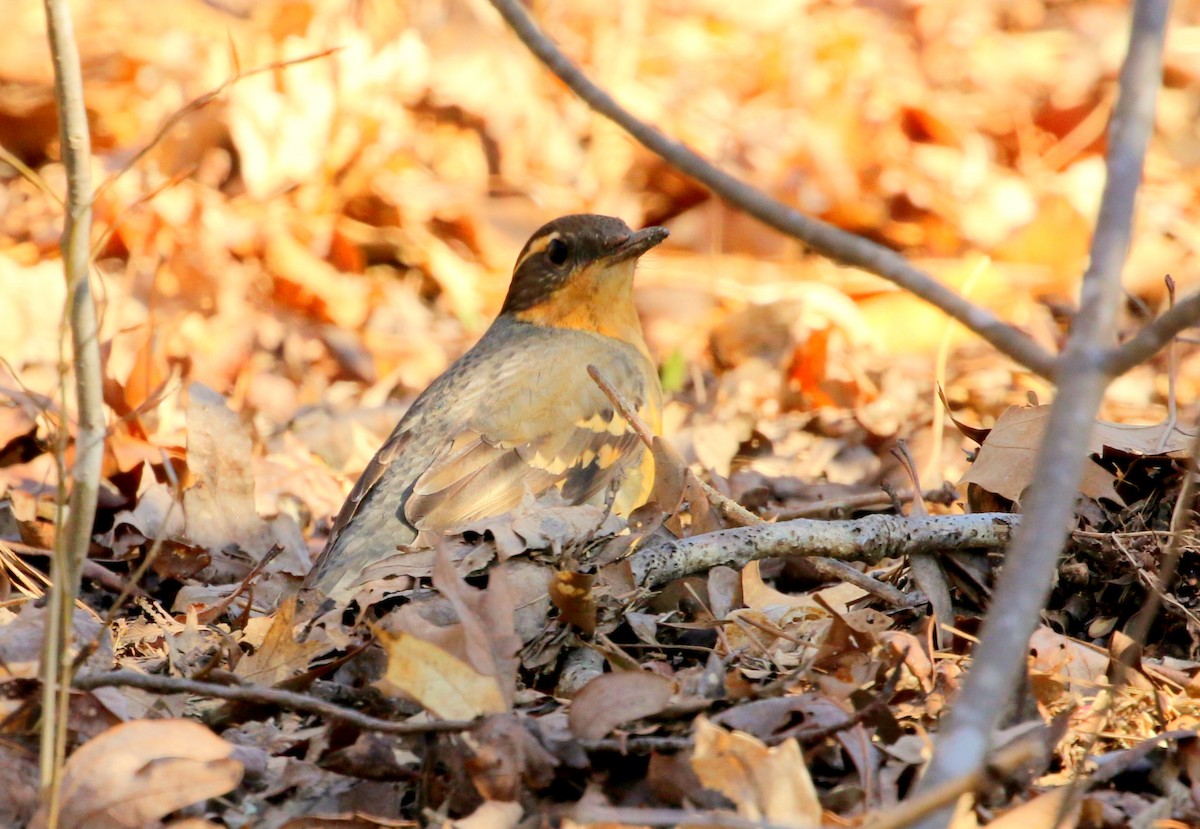 Varied Thrush - ML388286121