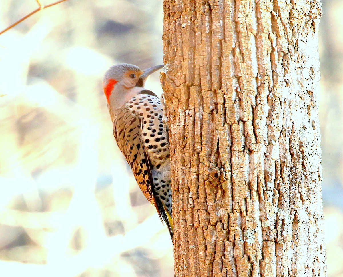 Northern Flicker (Yellow-shafted) - ML388286261
