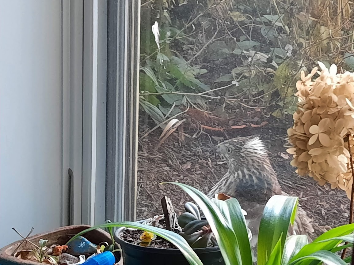 Cooper's Hawk - ML388286511