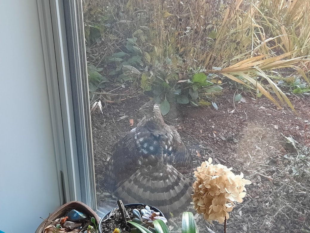 Cooper's Hawk - ML388286521