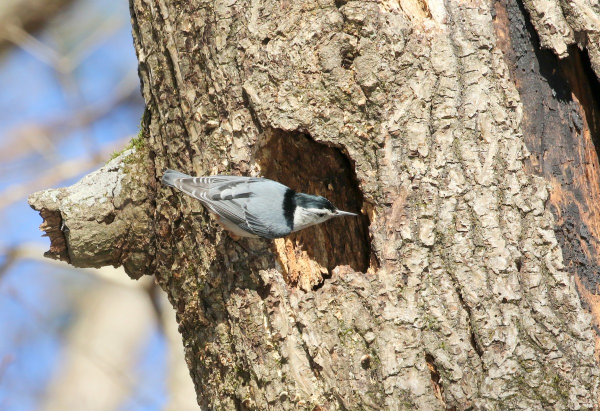 White-breasted Nuthatch (Eastern) - ML388286621