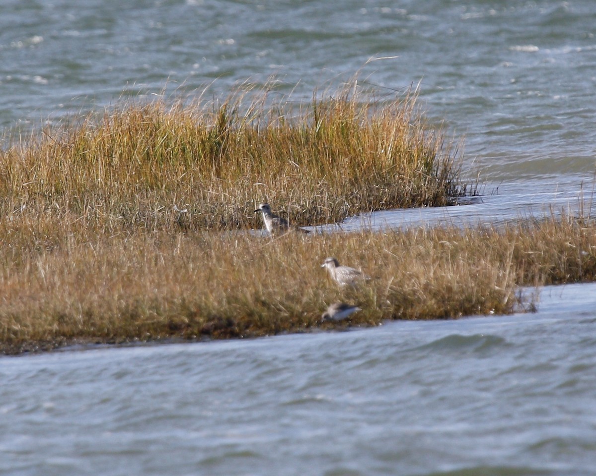 Black-bellied Plover - ML388288091