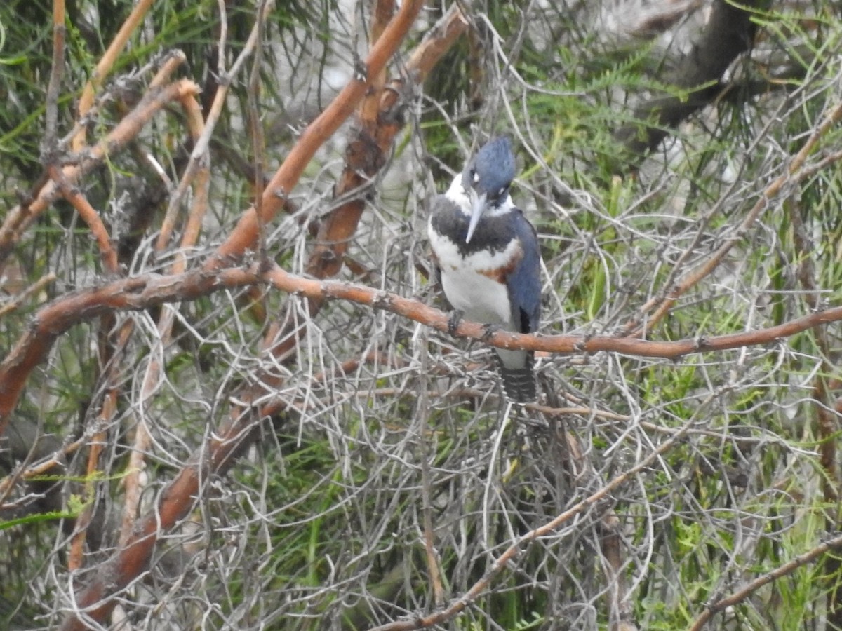 Belted Kingfisher - ML388288431