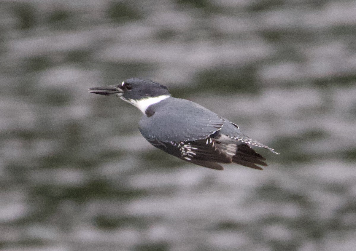 Belted Kingfisher - ML388288501