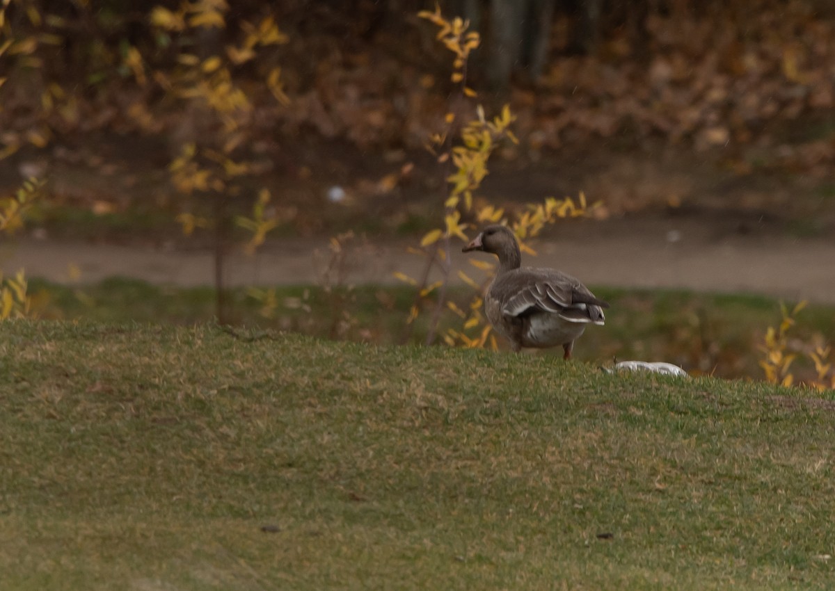 Манхин галуу - ML388289701