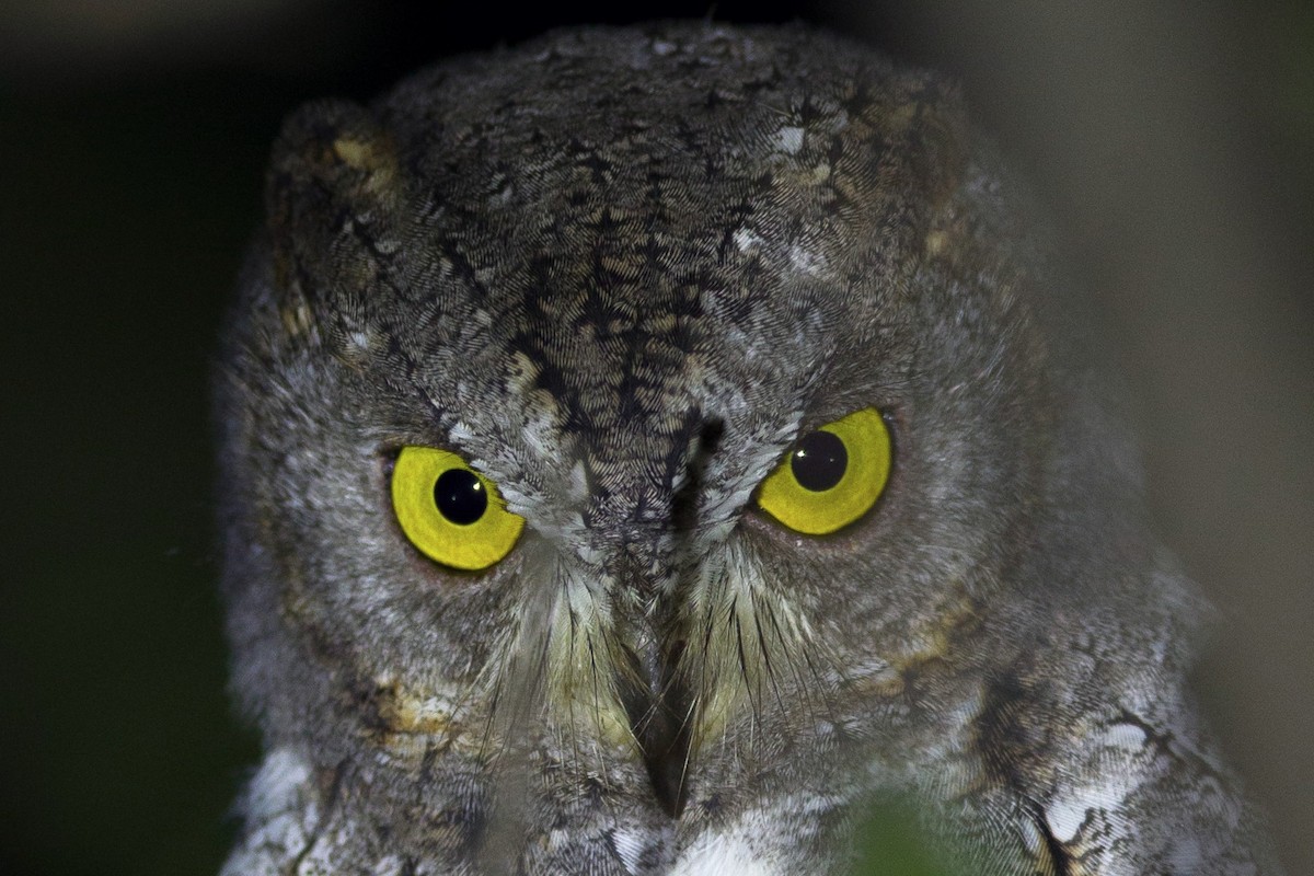 Oriental Scops-Owl - ML388289741