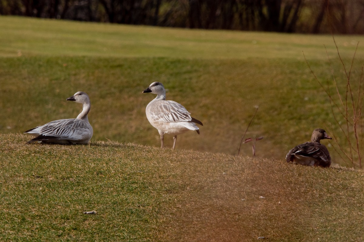 Манхин галуу - ML388289851
