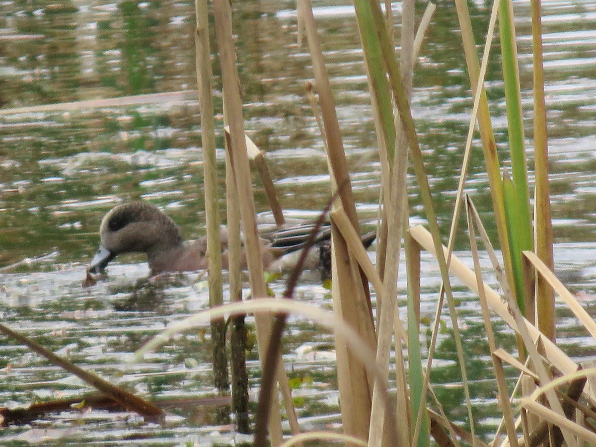 American Wigeon - Teri Warren