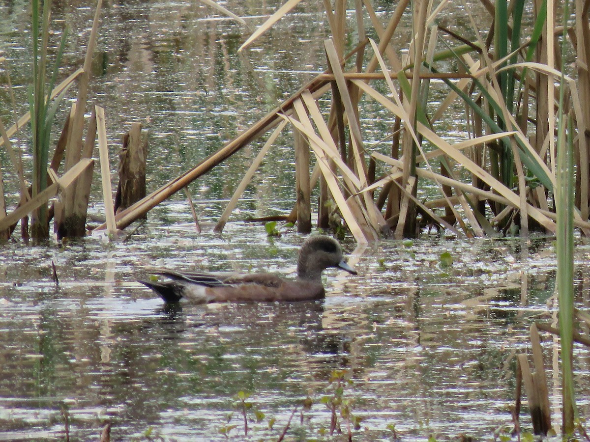 American Wigeon - Teri Warren