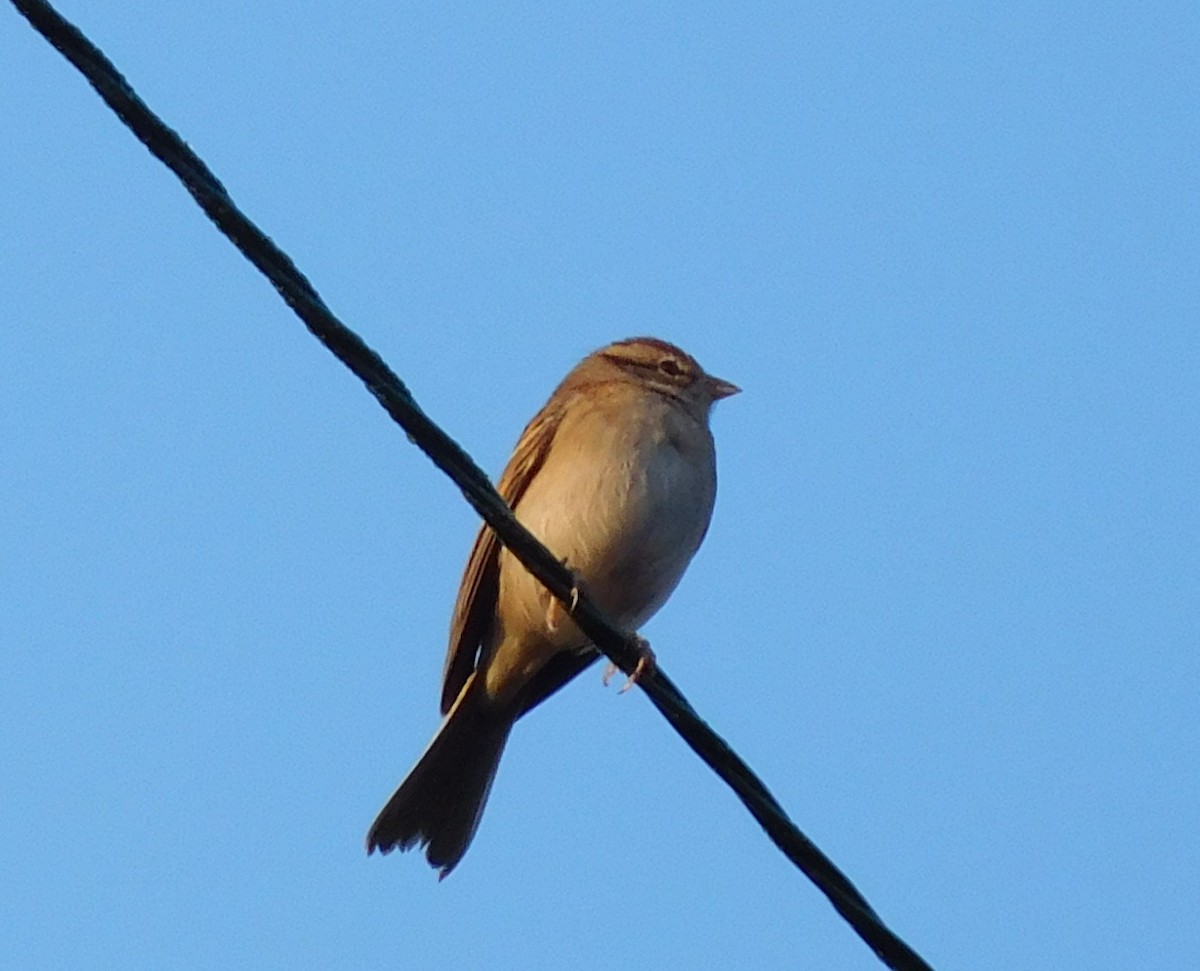 Chipping Sparrow - ML38829051