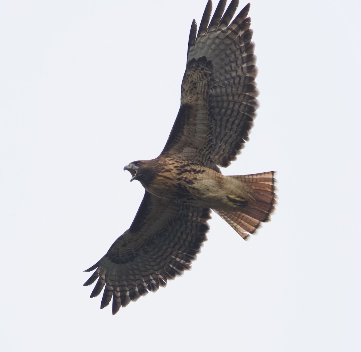 Red-tailed Hawk - ML388290891