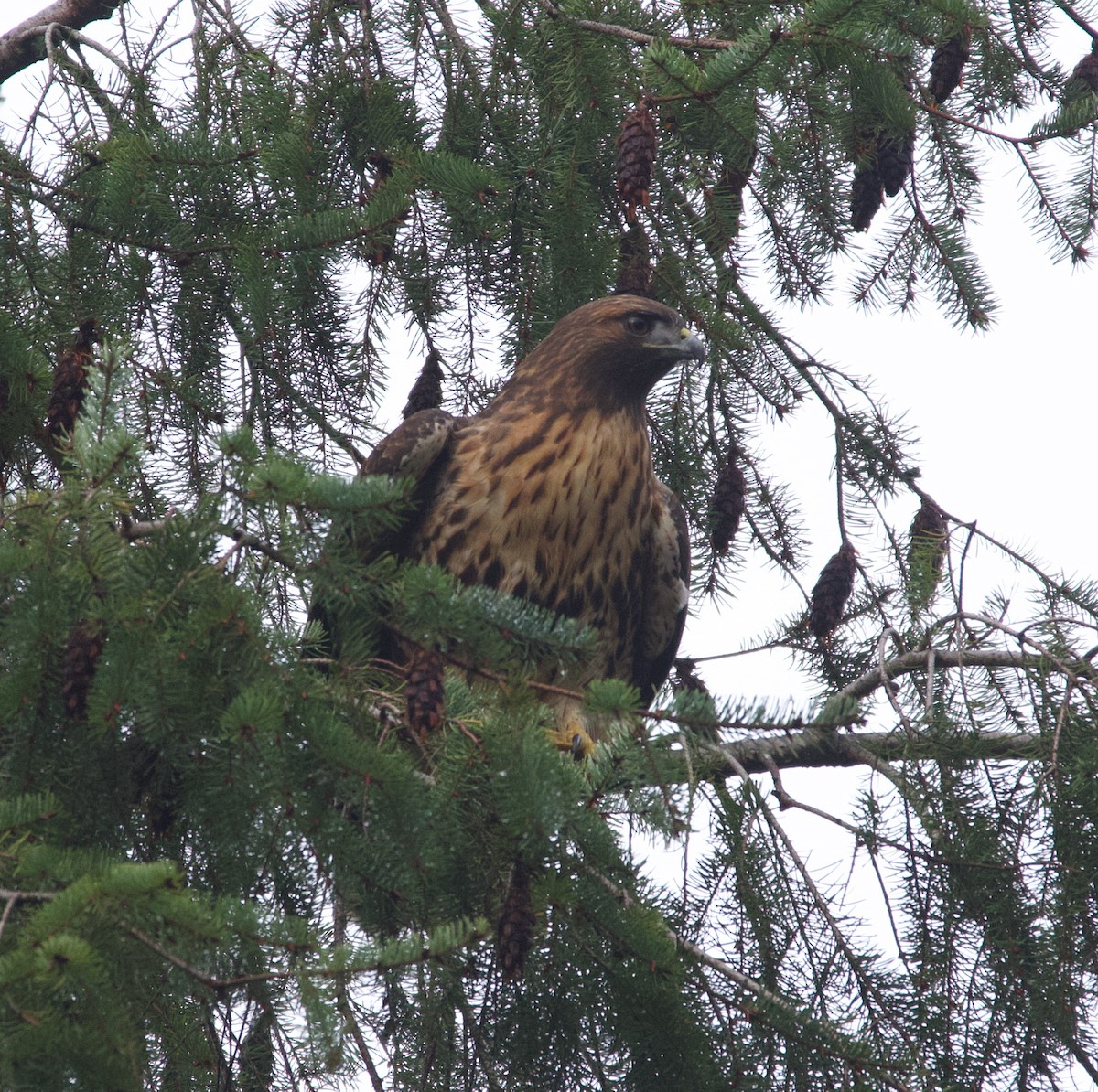 Red-tailed Hawk - ML388290901