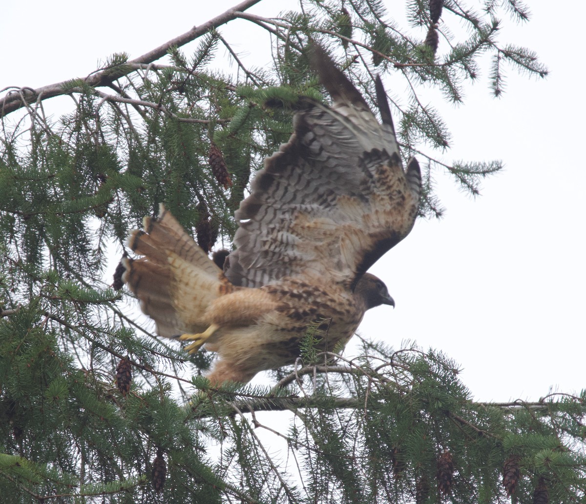 Red-tailed Hawk - ML388290941