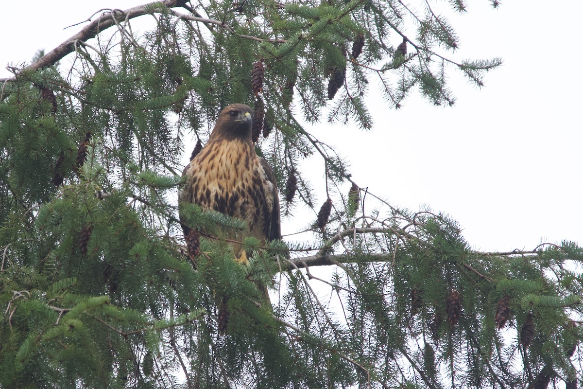 Poiana codarossa - ML388290951