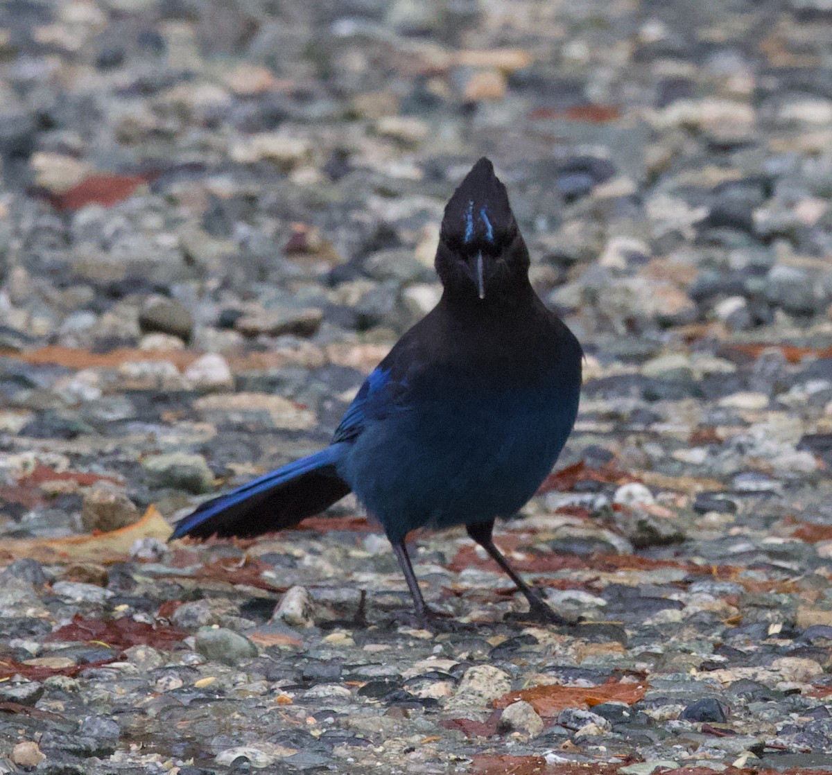 Steller's Jay - ML388290981