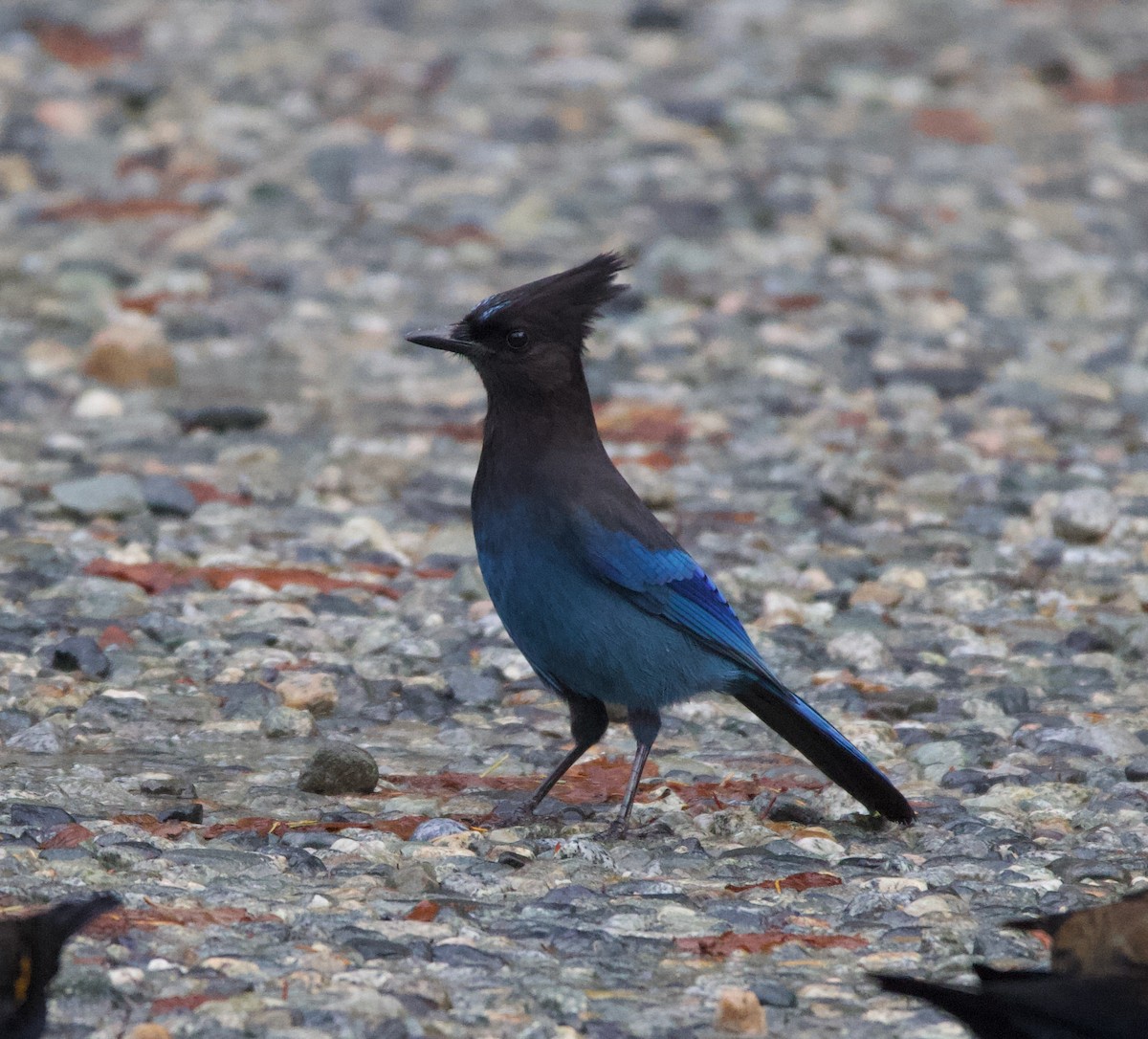 Steller's Jay - ML388291071