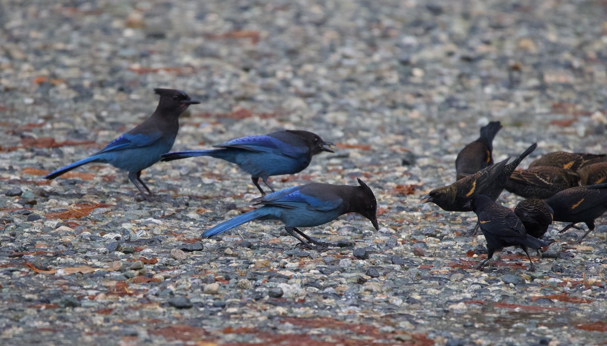 Steller's Jay - ML388291081