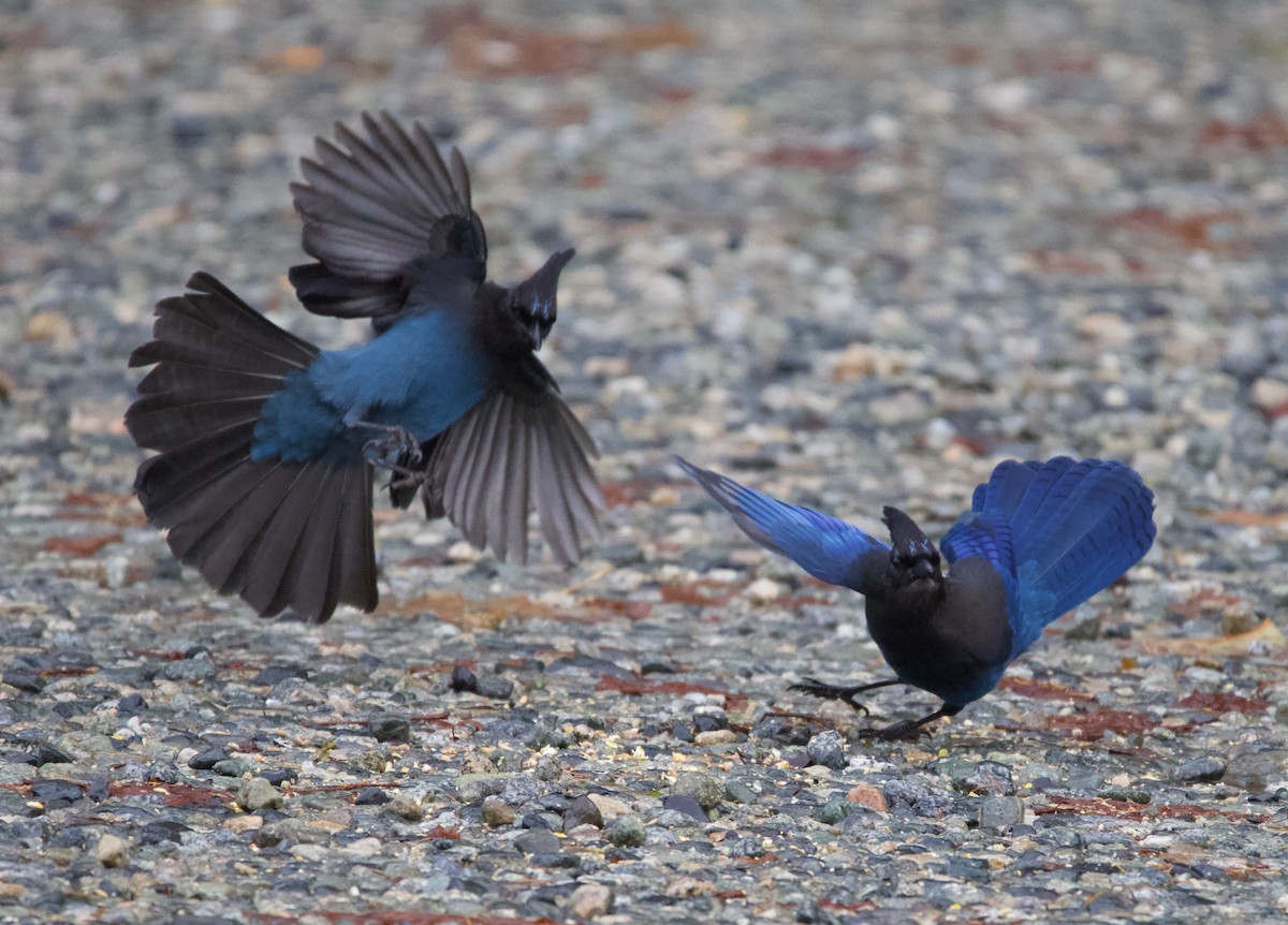 Steller's Jay - ML388291121