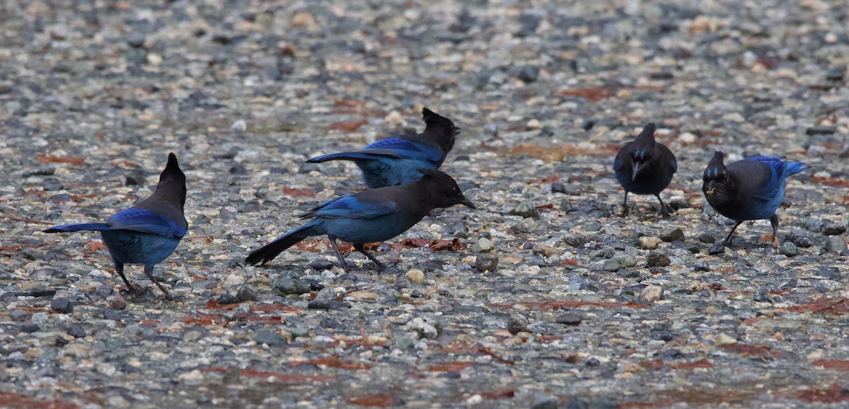 Steller's Jay - ML388291141
