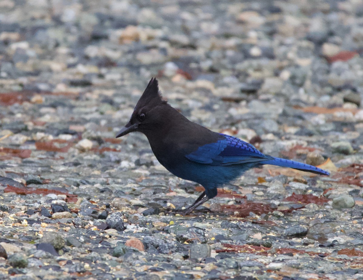 Steller's Jay - ML388291151