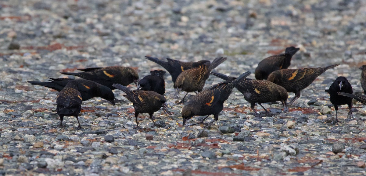 Red-winged Blackbird - ML388291161