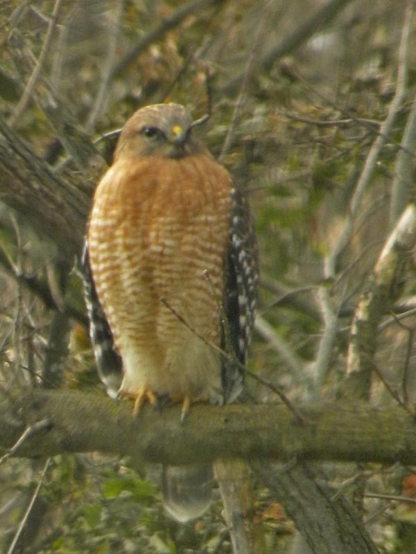 Red-shouldered Hawk - ML388291821