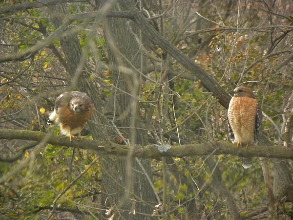 Red-shouldered Hawk - ML388291901