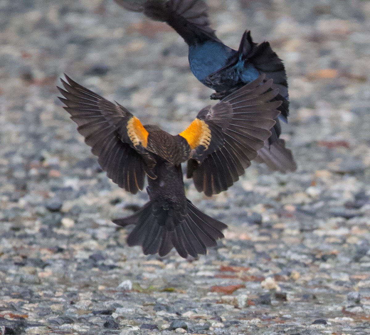 Red-winged Blackbird - ML388291921