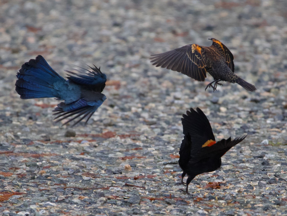 Red-winged Blackbird - ML388292101