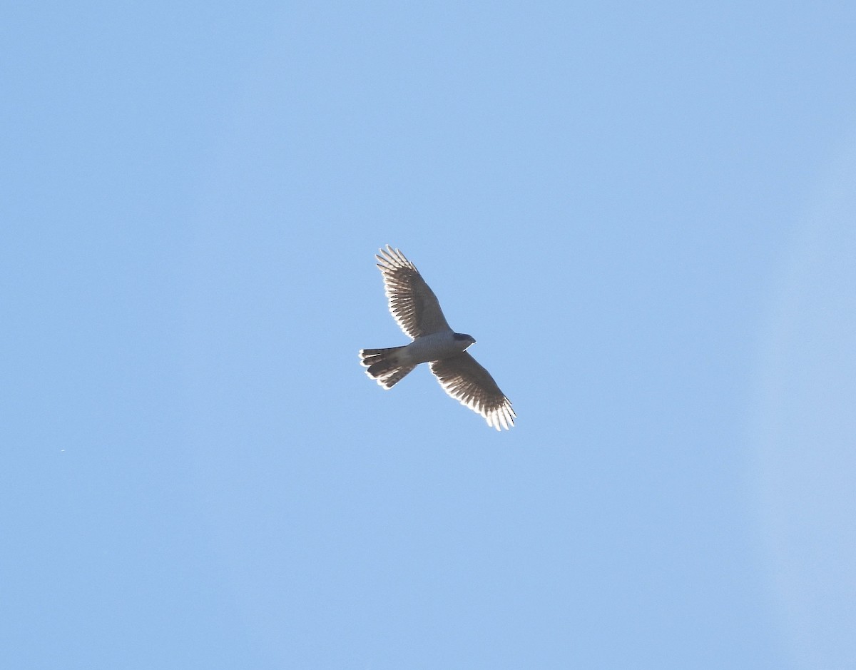 Eurasian Goshawk - ML388292251