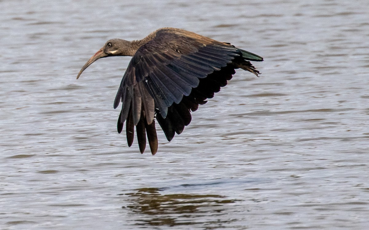 Hadada Ibis - Eero Rasi