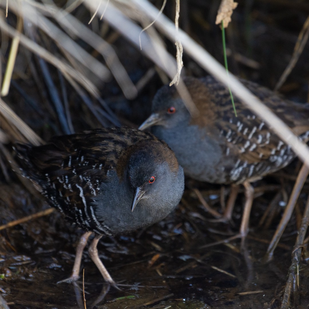 Dot-winged Crake - Felipe Jara fernandez