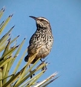 Cactus Wren - ML38829631