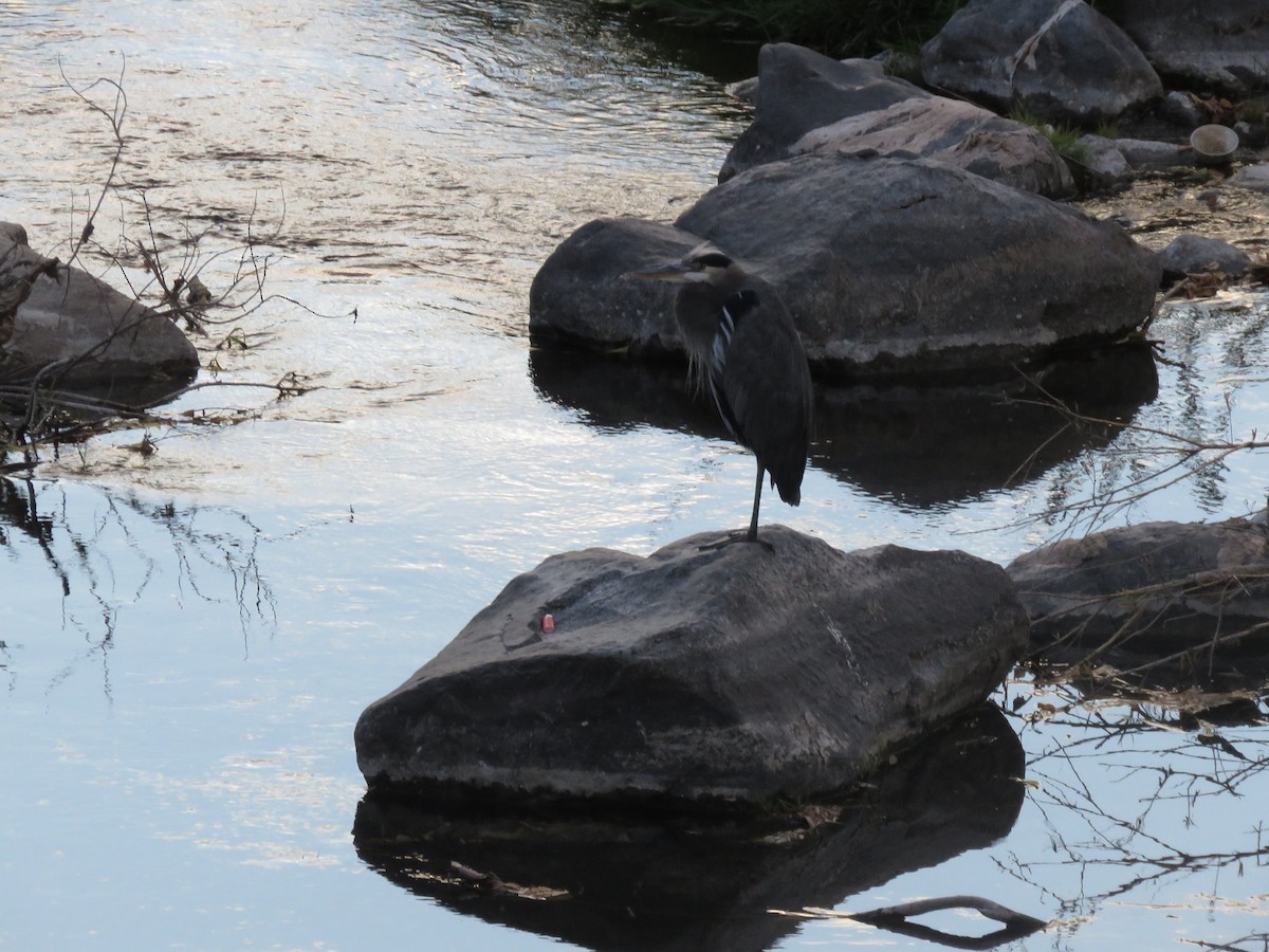 Great Blue Heron - ML388296641