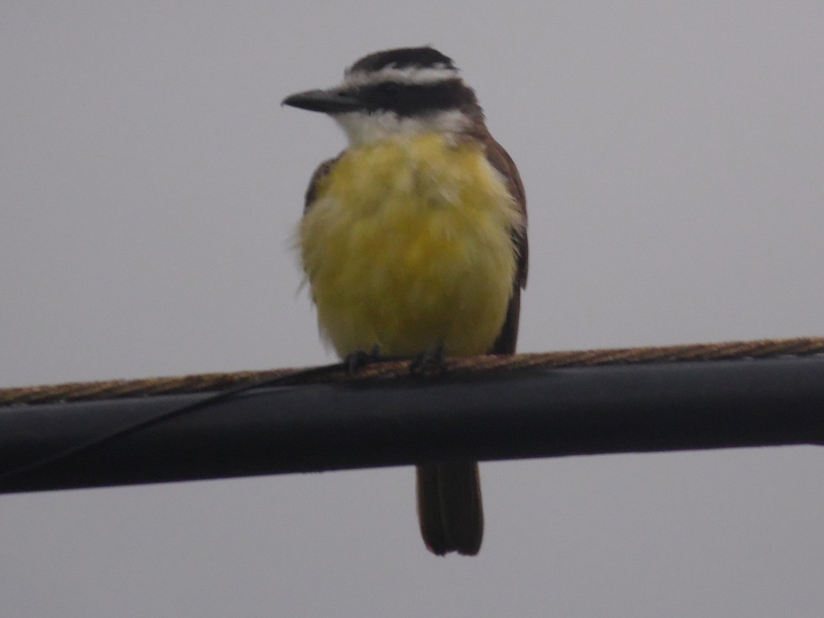 Great Kiskadee - ML388296981