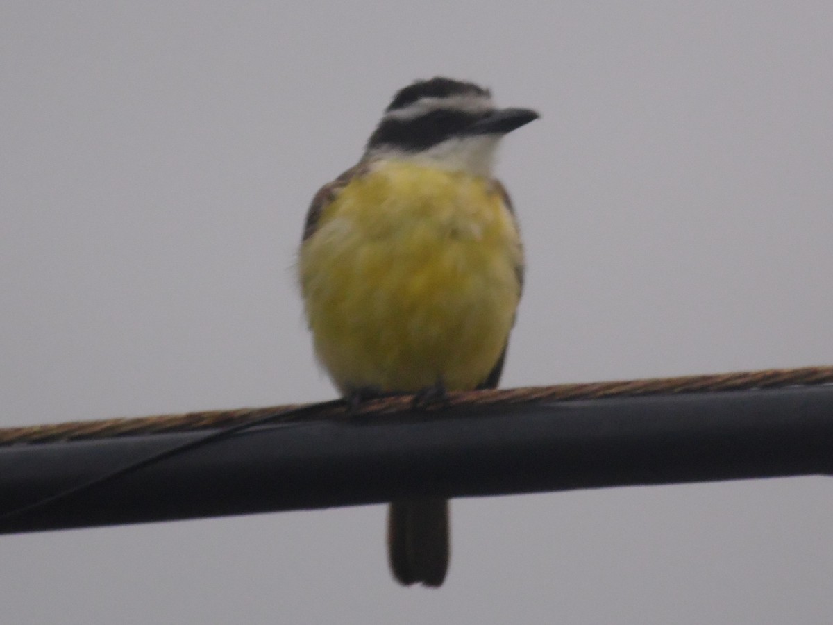 Great Kiskadee - ML388296991