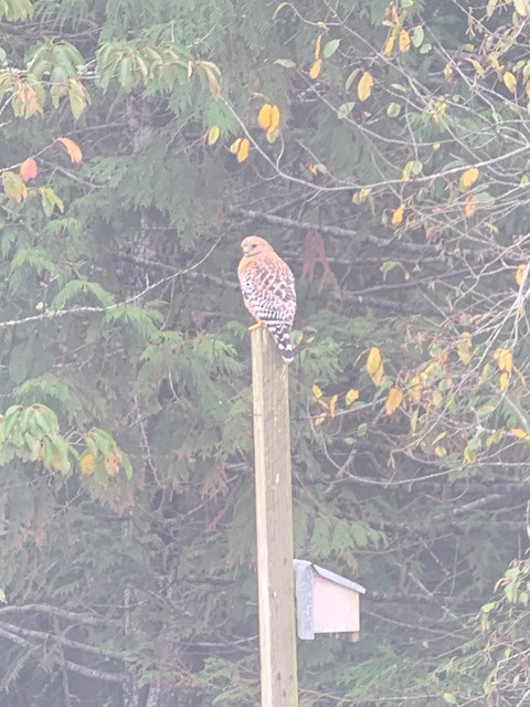 Red-shouldered Hawk - ML388297971