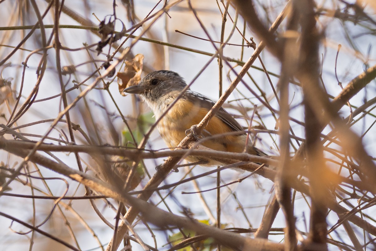 Variable Antshrike - ML388298241