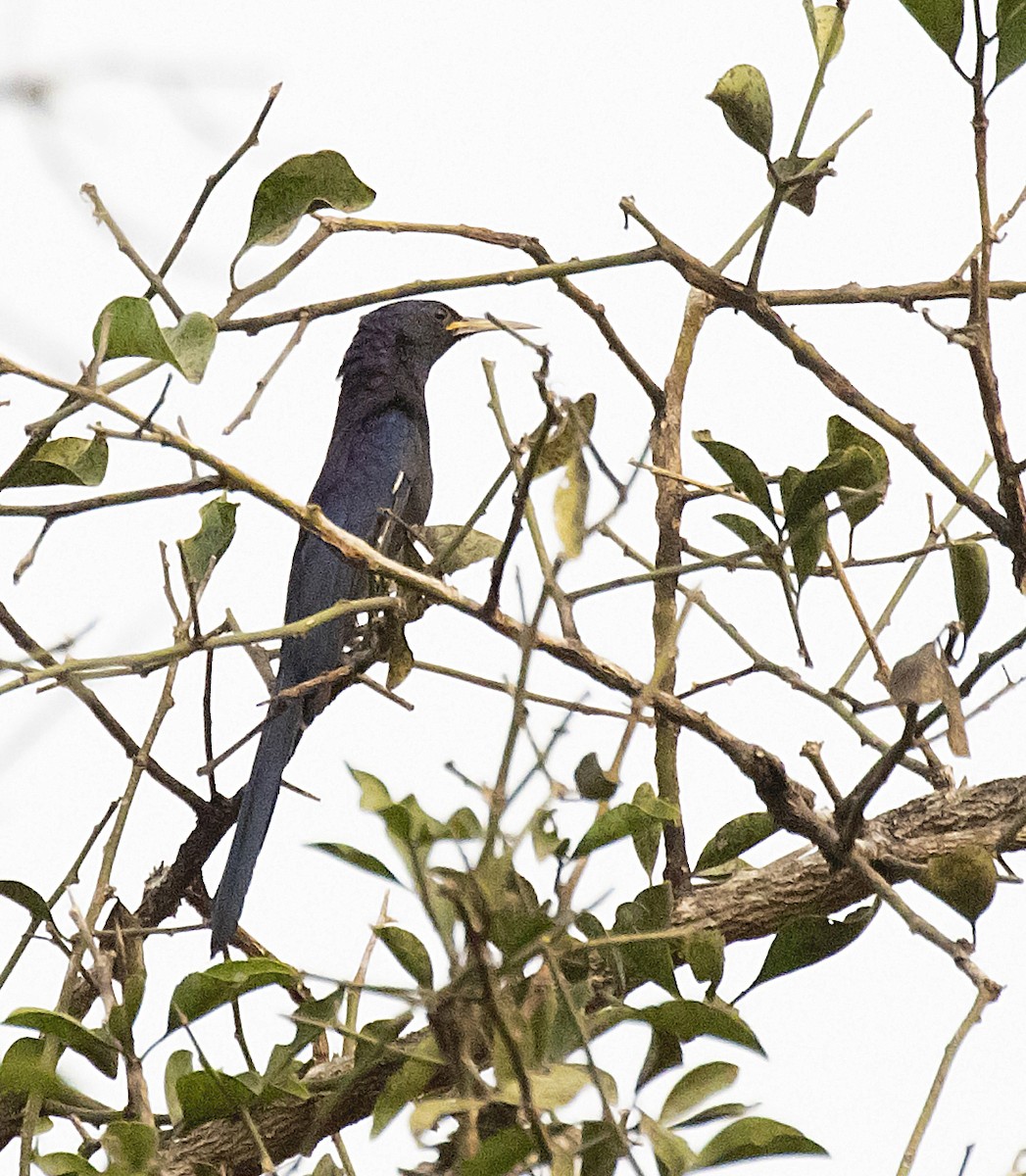 Black Scimitarbill - ML388298341