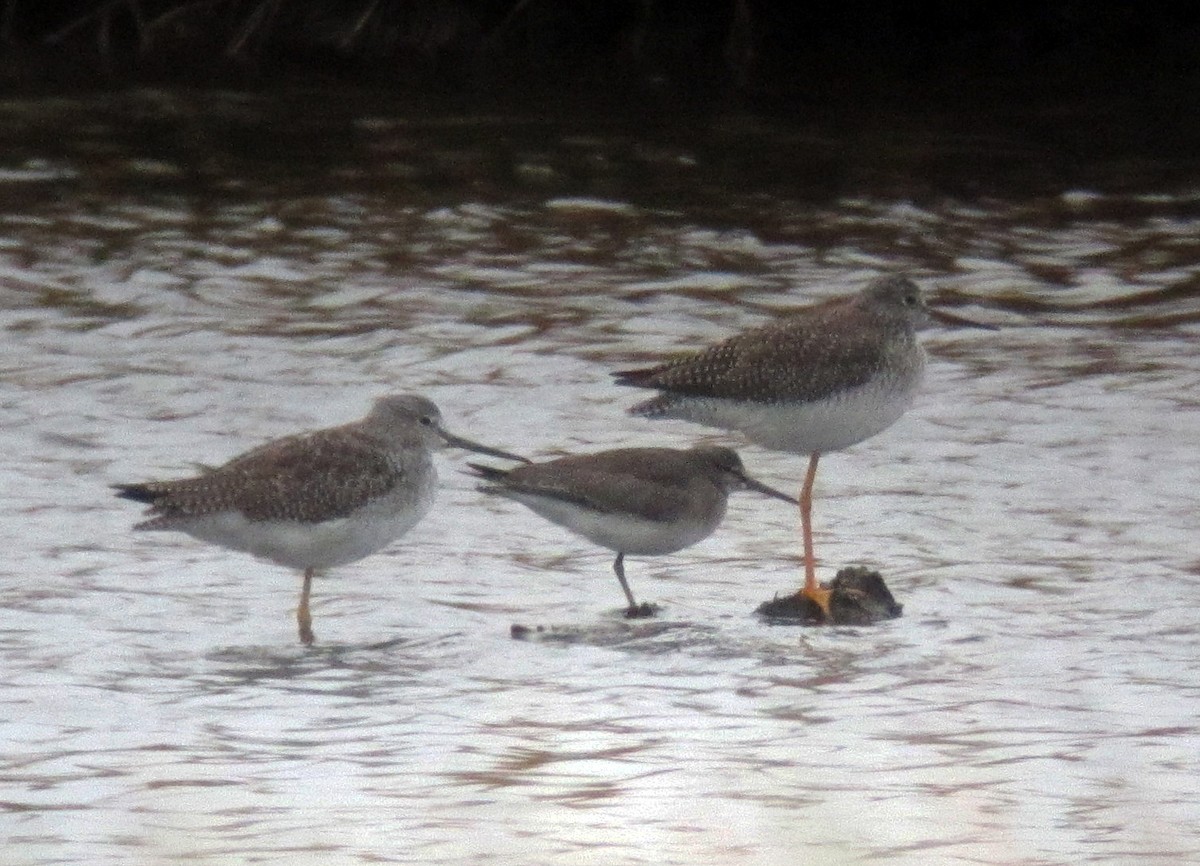 Gray-tailed Tattler - Simon Perkins